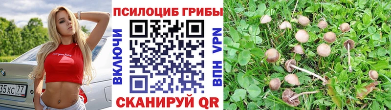Псилоцибиновые грибы Cubensis  Купить  Железногорск 